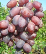 khariton (2)